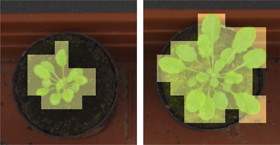 ../../_images/tutorial_classification_plant_phenotype.png